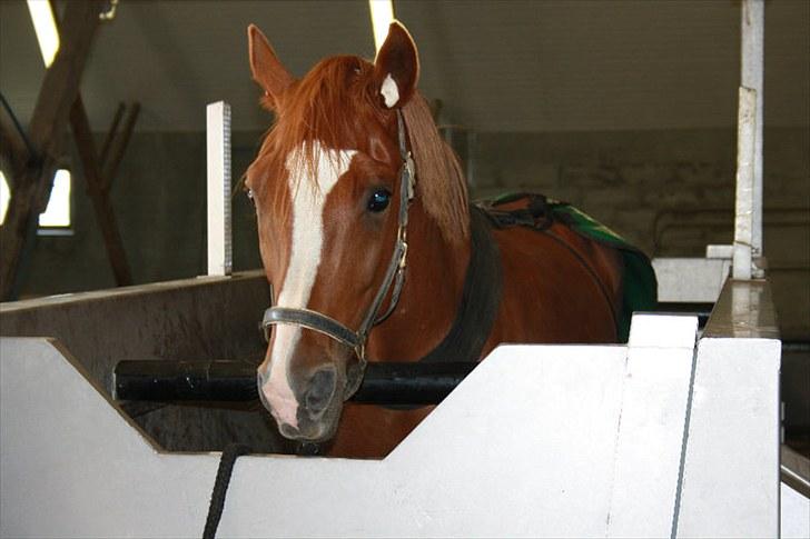 Jimmy i hest i vand, på vandbånd, og på fold. billede 5