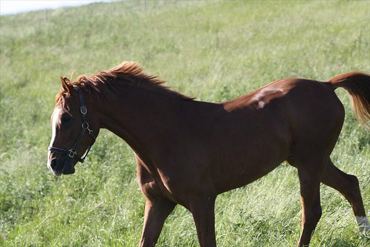 Jimmy i hest i vand, på vandbånd, og på fold. billede 6