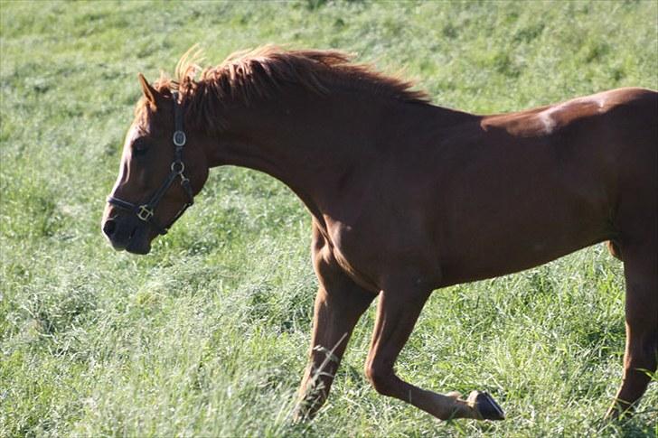 Jimmy i hest i vand, på vandbånd, og på fold. billede 7