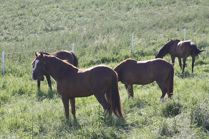 Jimmy i hest i vand, på vandbånd, og på fold. billede 9
