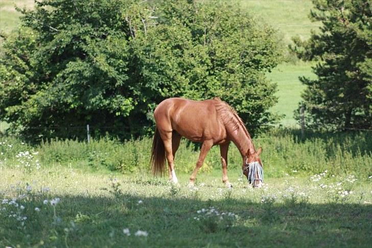 Jimmy i hest i vand, på vandbånd, og på fold. billede 10