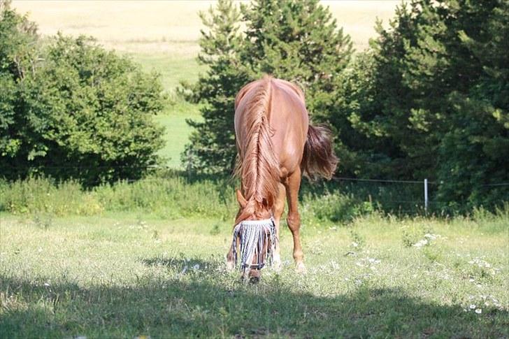 Jimmy i hest i vand, på vandbånd, og på fold. billede 12