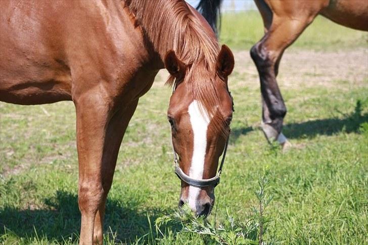 Jimmy i hest i vand, på vandbånd, og på fold. billede 13
