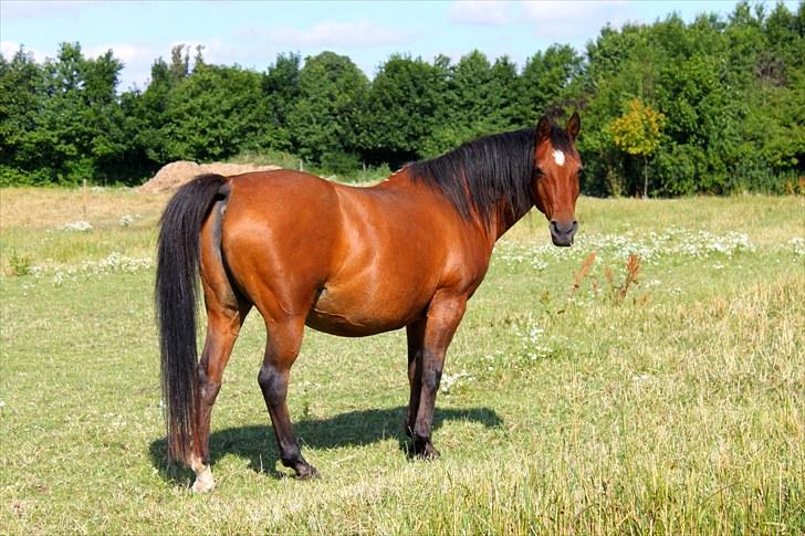 Sommerferie billeder billede 27