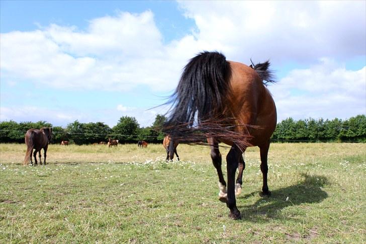 Sommerferie billeder billede 34