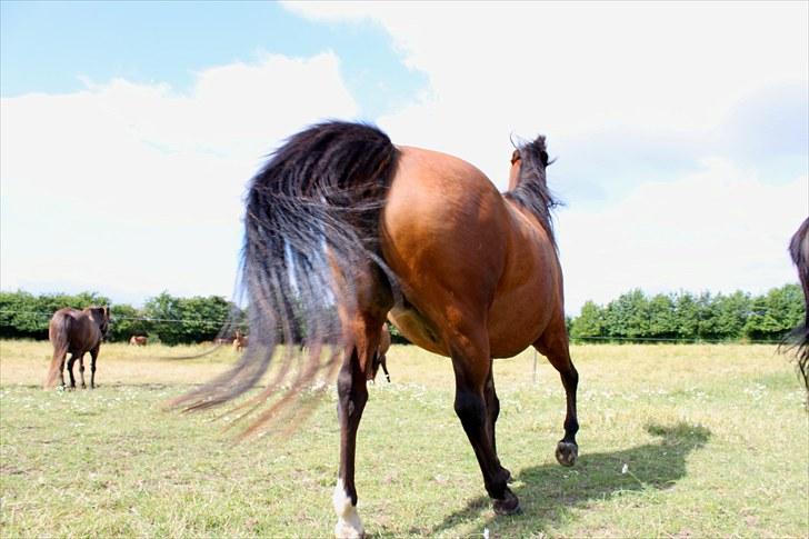 Sommerferie billeder billede 33