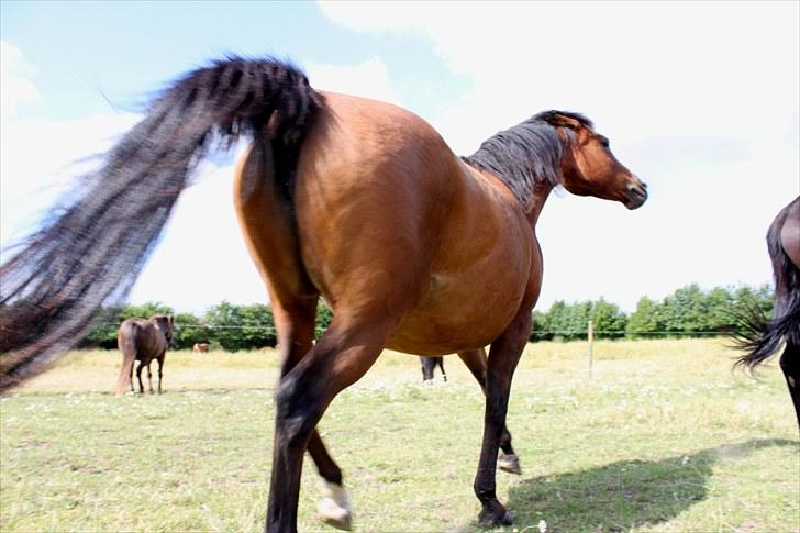 Sommerferie billeder billede 32