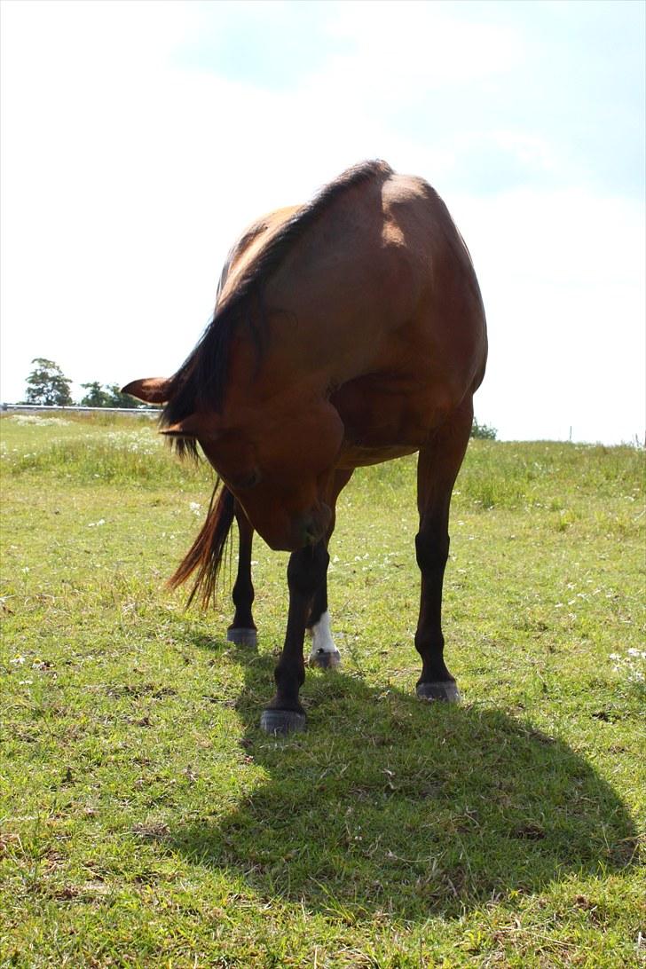 Sommerferie billeder billede 35