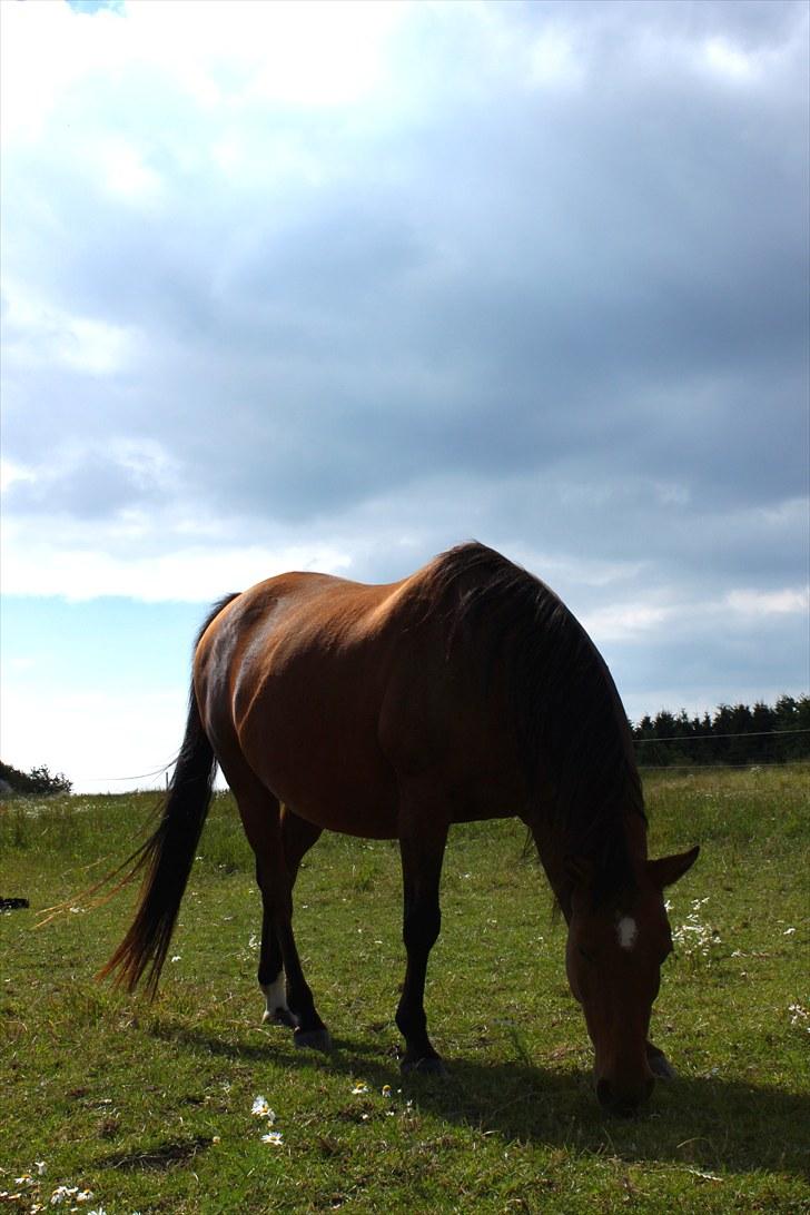 Sommerferie billeder billede 36