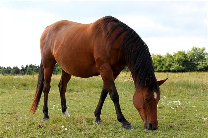 Sommerferie billeder billede 37