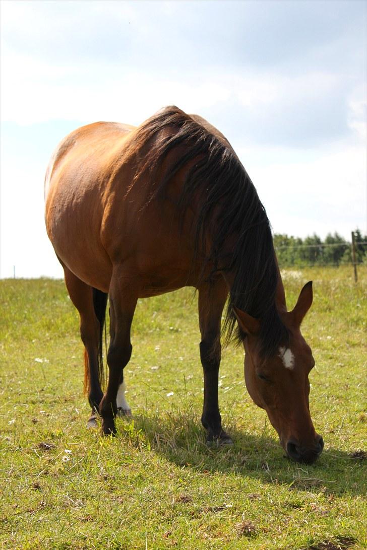 Sommerferie billeder billede 38