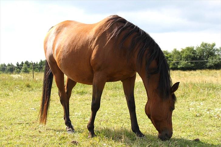 Sommerferie billeder billede 39