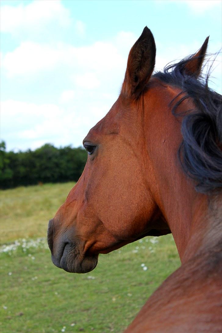 Sommerferie billeder - Mmh, det er dejligt :P billede 40