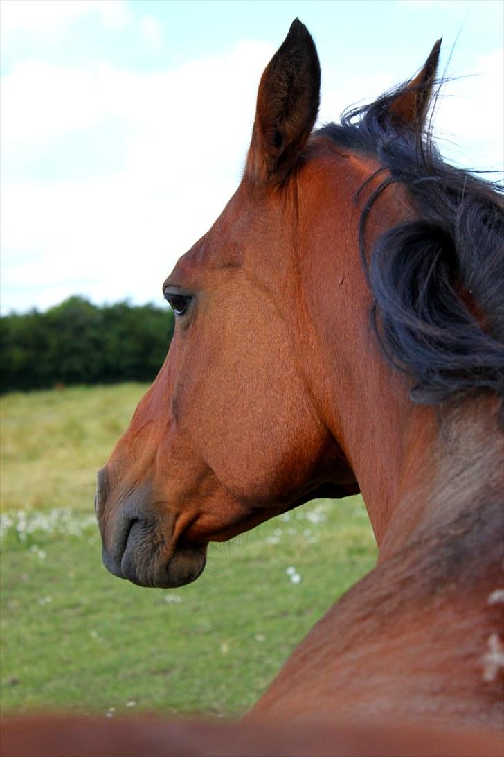 Sommerferie billeder - Mmh, det er dejligt :P billede 41
