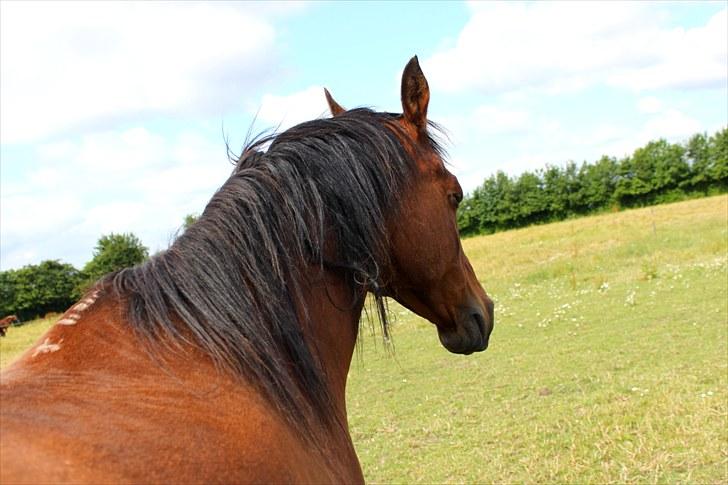 Sommerferie billeder - Mmh, ikke dårligt sted at blive kløet billede 42