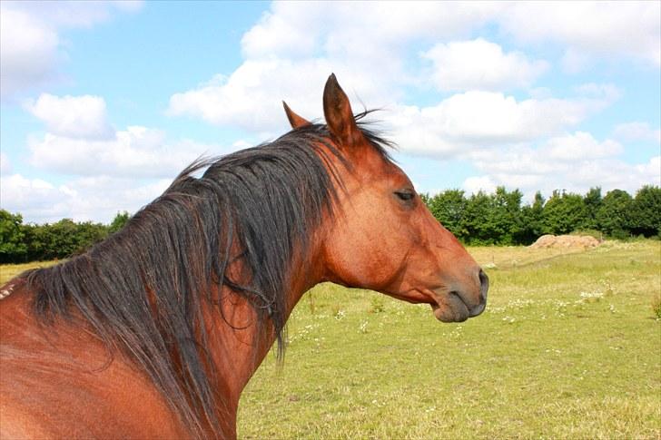 Sommerferie billeder - Mmh, ikke dårligt sted at blive kløet billede 43