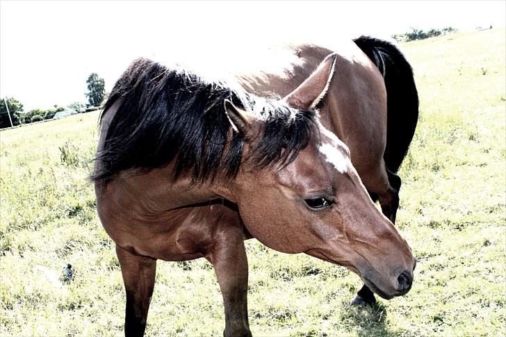 Sommerferie billeder - Hun vendte sig rundt for at vise hvor hun ville kløes, men billedet blev dårligt, så legede lidt med farverne :) billede 44