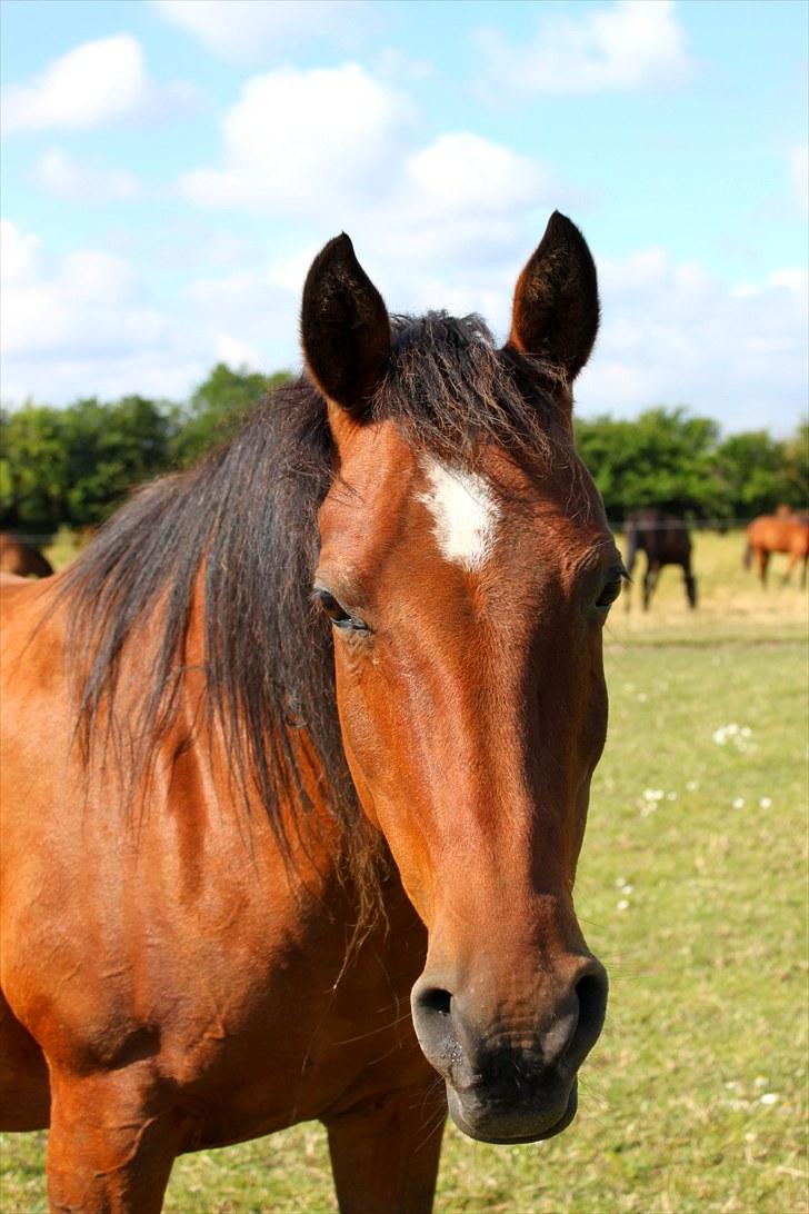 Sommerferie billeder billede 30