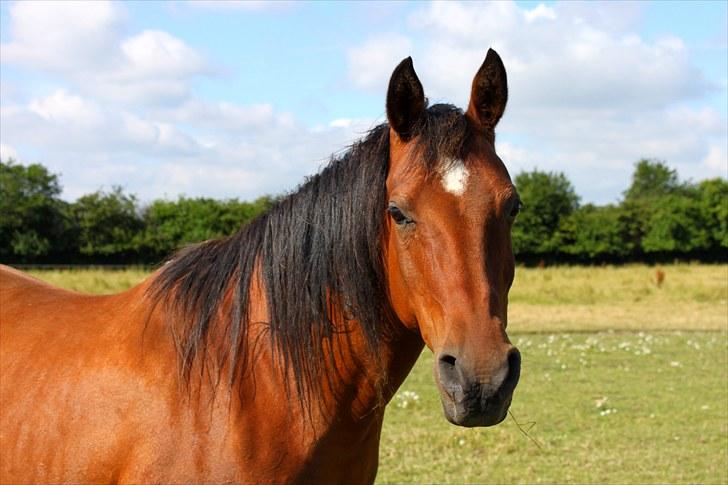 Sommerferie billeder billede 28