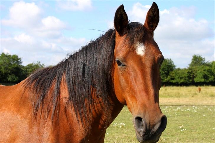 Sommerferie billeder billede 29