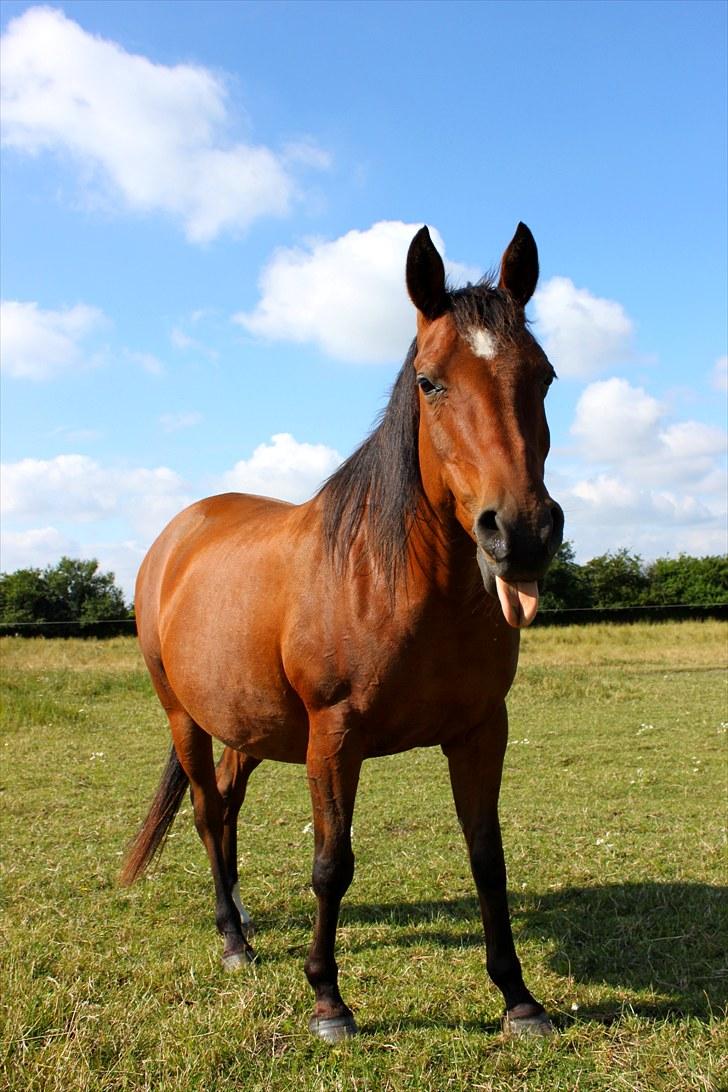 Sommerferie billeder billede 45