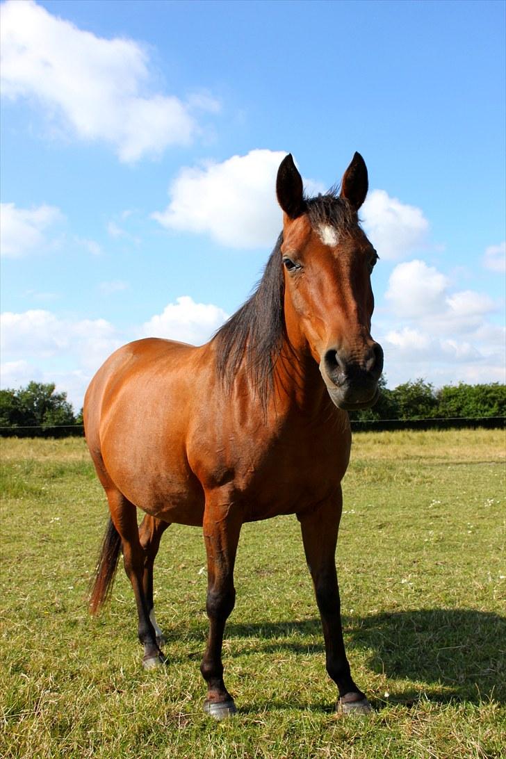 Sommerferie billeder billede 46