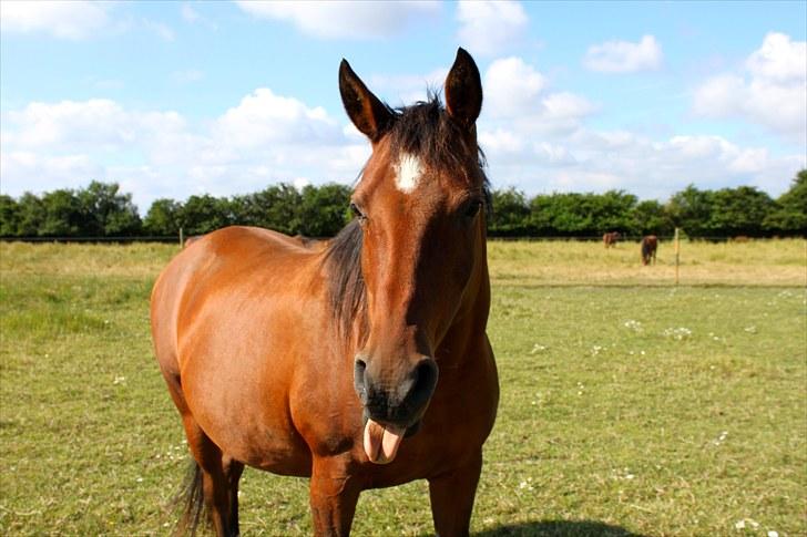 Sommerferie billeder - Baah, den er ikke farlig.. billede 47