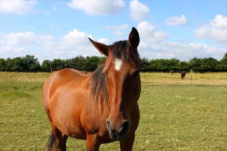 Sommerferie billeder - ... eller hov, den bevæger sig jo ! billede 48