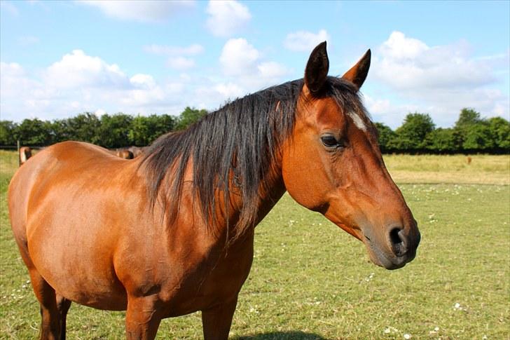 Sommerferie billeder billede 50