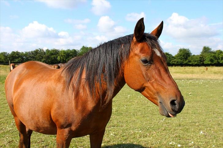 Sommerferie billeder billede 51