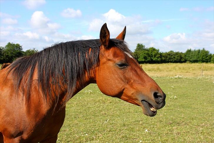 Sommerferie billeder billede 52