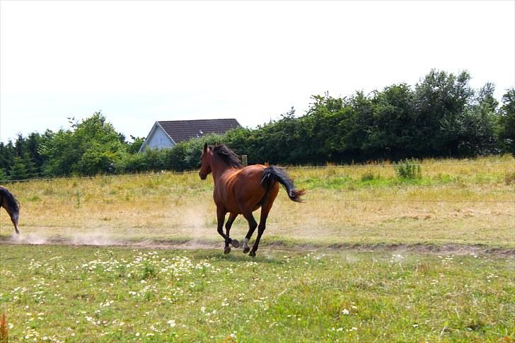 Sommerferie billeder billede 26