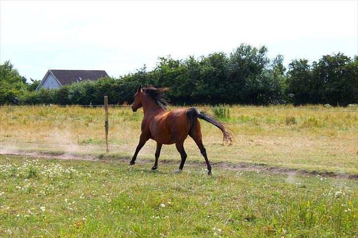 Sommerferie billeder billede 25