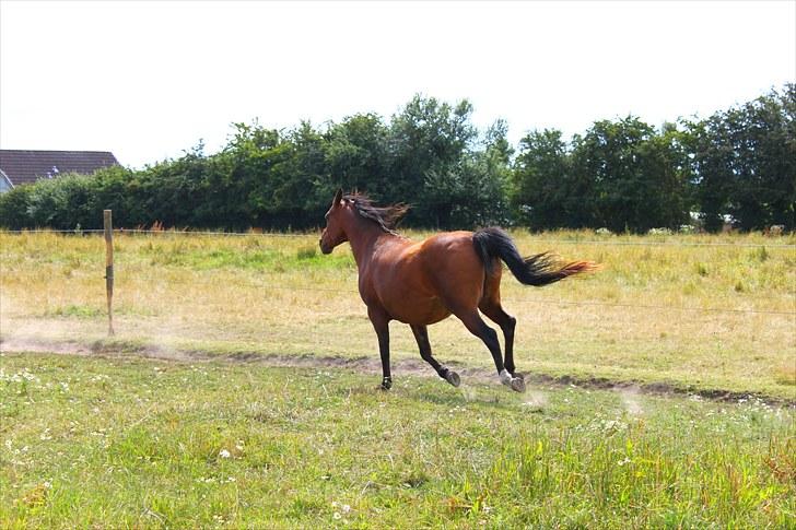 Sommerferie billeder billede 24