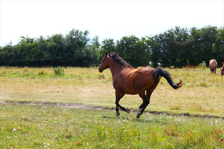 Sommerferie billeder billede 23