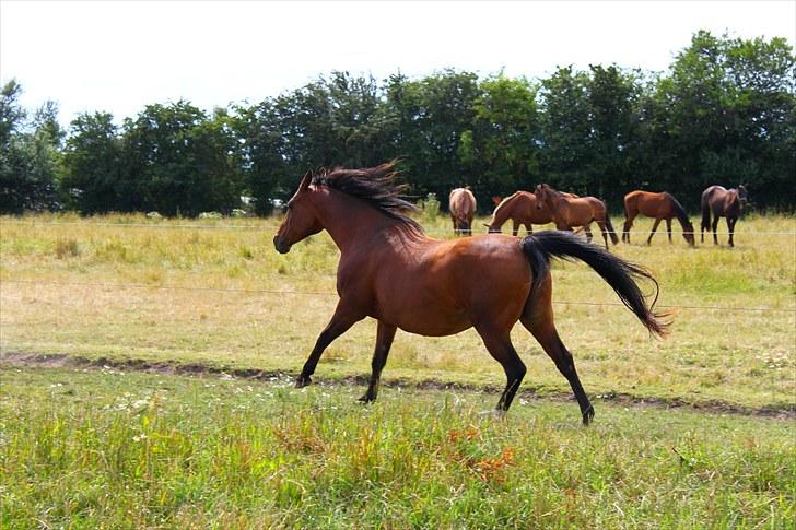 Sommerferie billeder billede 22