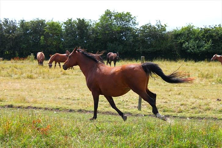 Sommerferie billeder billede 21