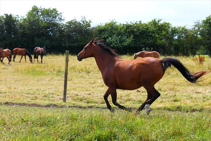 Sommerferie billeder billede 20
