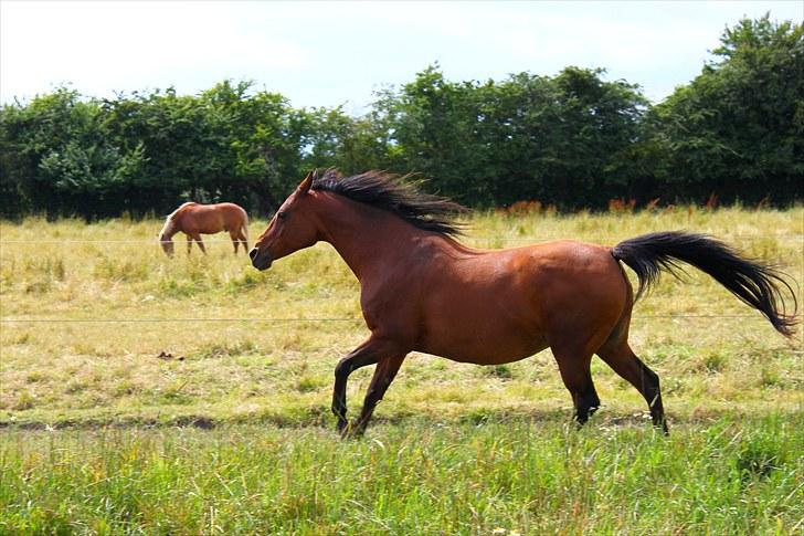 Sommerferie billeder billede 19