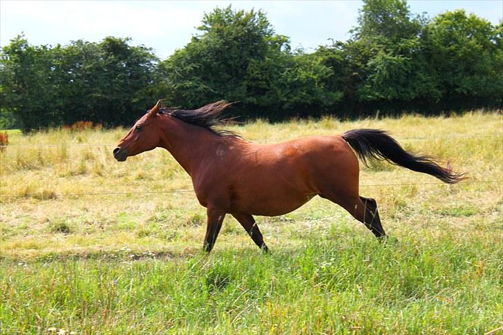 Sommerferie billeder billede 18