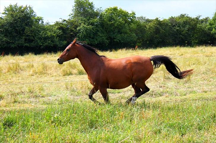 Sommerferie billeder billede 17