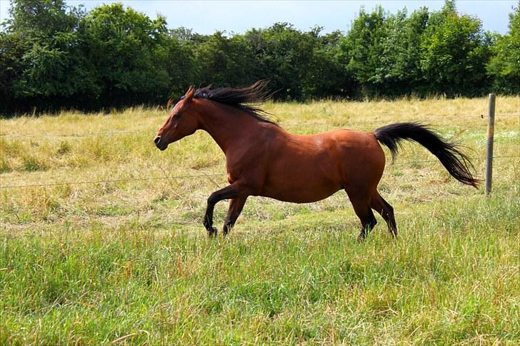 Sommerferie billeder billede 16