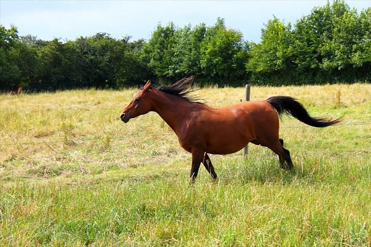 Sommerferie billeder billede 15