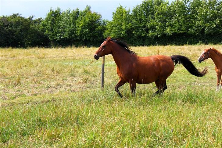 Sommerferie billeder billede 14