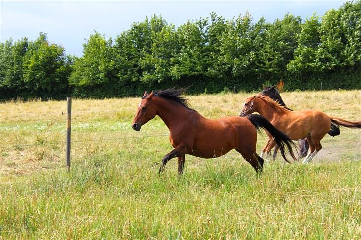 Sommerferie billeder billede 13