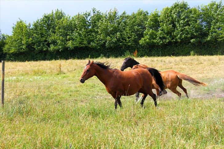 Sommerferie billeder billede 12