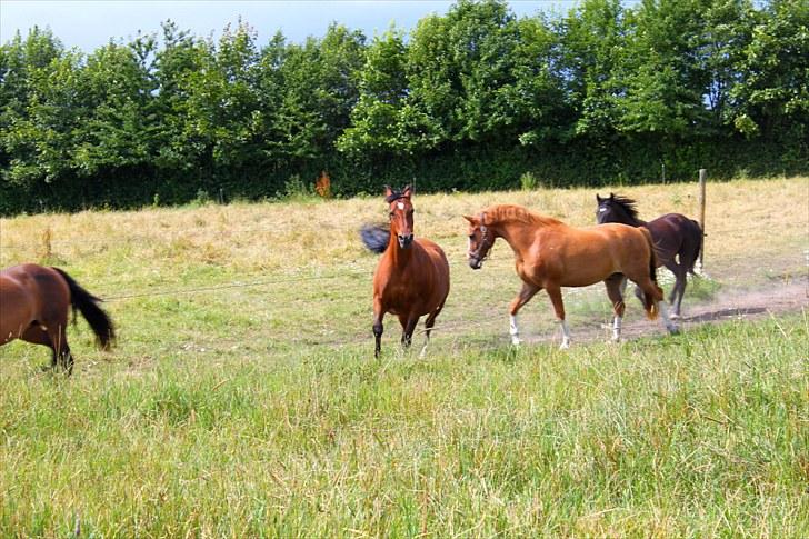 Sommerferie billeder billede 11