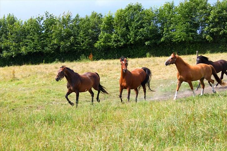 Sommerferie billeder - Og Zar sætter fut i sagerne.. billede 10