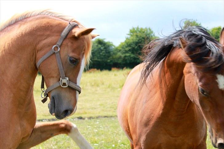 Sommerferie billeder billede 9