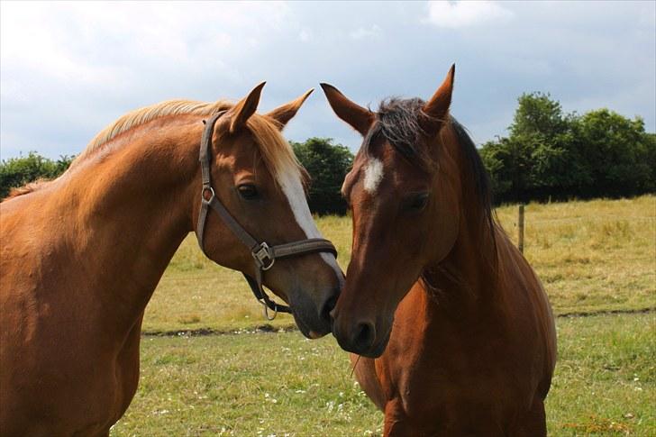 Sommerferie billeder billede 8